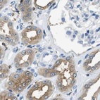 Immunohistochemical staining of human kidney using Anti-CAPG antibody HPA019092.