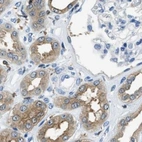 Immunohistochemical staining of human kidney using Anti-CAPG antibody HPA019092.