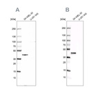 Western blot analysis using Anti-CAPG antibody HPA019092 (A) shows similar pattern to independent antibody HPA019080 (B).