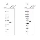 Western blot analysis using Anti-CAPG antibody HPA019092 (A) shows similar pattern to independent antibody HPA019080 (B).