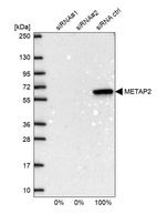 Anti-METAP2 Antibody