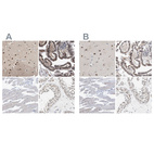 Immunohistochemical staining of human cerebral cortex, gastrointestinal, skeletal muscle and testis using Anti-THOC1 antibody HPA019096 (A) shows similar protein distribution across tissues to independent antibody HPA019687 (B).