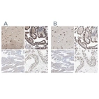 Immunohistochemical staining of human cerebral cortex, gastrointestinal, skeletal muscle and testis using Anti-THOC1 antibody HPA019096 (A) shows similar protein distribution across tissues to independent antibody HPA019687 (B).
