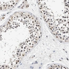 Immunohistochemical staining of human testis shows moderate nuclear positivity in cells in seminiferous ducts.