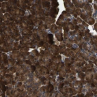 Immunohistochemical staining of human pancreas shows strong cytoplasmic positivity in exocrine glandular cells.