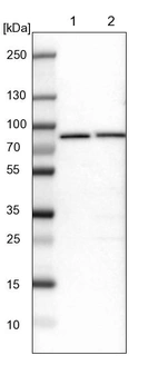Lane 1: NIH-3T3 cell lysate (Mouse embryonic fibroblast cells)_br/_Lane 2: NBT-II cell lysate (Rat Wistar bladder tumour cells)