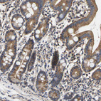 Immunohistochemical staining of human duodenum shows moderate to strong cytoplasmic positivity in glandular cells.