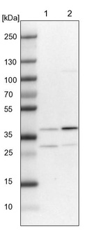 Lane 1: NIH-3T3 cell lysate (Mouse embryonic fibroblast cells)_br/_Lane 2: NBT-II cell lysate (Rat Wistar bladder tumour cells)