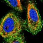 Immunofluorescent staining of human cell line U-2 OS shows localization to nuclear membrane, plasma membrane & vesicles.