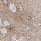 Immunohistochemical staining of human cerebral cortex using Anti-HAPLN1 antibody HPA019105.