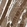Anti-SYNE1 Antibody