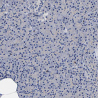 Immunohistochemical staining of human pancreas shows no positivity in exocrine glandular cells as expected.