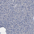 Immunohistochemical staining of human pancreas shows no positivity in exocrine glandular cells as expected.