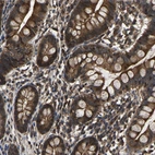 Immunohistochemical staining of human gastrointestinal shows very strong cytoplasmic positivity in glandular cells.