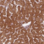 Anti-DNAJC25 Antibody