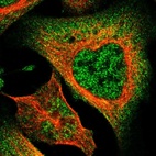 Immunofluorescent staining of human cell line U-2 OS shows localization to nucleoplasm & cytosol.