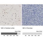 Anti-QKI Antibody