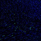 Immunofluorescence staining of mouse brain shows strong positivity in a subset of glial cells in the cerebral cortex.