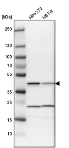 Western blot analysis in mouse cell line NIH-3T3 and rat cell line NBT-II.
