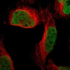 Immunofluorescent staining of human cell line U-2 OS shows localization to nucleoplasm.