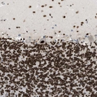 Immunohistochemical staining of human cerebellum shows strong nuclear positivity in Purkinje cells and in cells in granular and molecular layer.