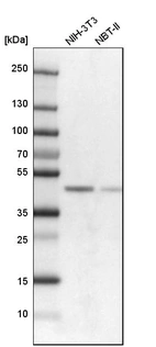 Western blot analysis in mouse cell line NIH-3T3 and rat cell line NBT-II.