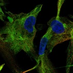 Immunofluorescent staining of human cell line LHCN-M2 shows localization to cytosol.