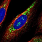 Immunofluorescent staining of human cell line U-2 OS shows localization to nucleoli & mitochondria.