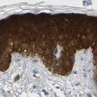 Immunohistochemical staining of human skin using Anti-SERPINB5 antibody HPA019132.
