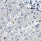 Immunohistochemical staining of human liver using Anti-SERPINB5 antibody HPA019132.