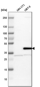 Western blot analysis in mouse cell line NIH-3T3 and rat cell line NBT-II.