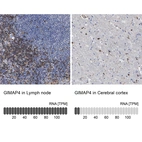 Anti-GIMAP4 Antibody