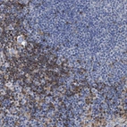 Immunohistochemical staining of human lymph node shows high expression.