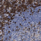 Anti-GIMAP4 Antibody
