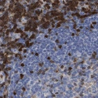 Immunohistochemical staining of human tonsil using Anti-GIMAP4 antibody HPA019135.