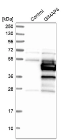Western blot analysis in control (vector only transfected HEK293T lysate) and GIMAP4 over-expression lysate (Co-expressed with a C-terminal myc-DDK tag (~3.1 kDa) in mammalian HEK293T cells, LY413123).
