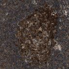 Immunohistochemical staining of human lymph node shows strong cytoplasmic positivity in germinal center cells.