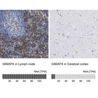 Anti-GIMAP4 Antibody
