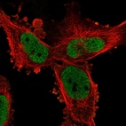 Immunofluorescent staining of human cell line U-251 MG shows localization to nucleoplasm.
