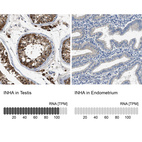 Anti-INHA Antibody