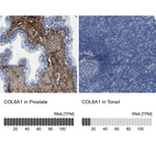 Anti-COL6A1 Antibody