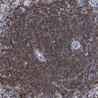 Anti-HCLS1 Antibody