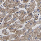 Immunohistochemical staining of human liver using Anti-UQCRC2 antibody HPA019146.