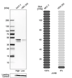 Western blot analysis in human cell lines MCF-7 and HEK293 using Anti-JUNB antibody. Corresponding JUNB RNA-seq data are presented for the same cell lines. Loading control: Anti-PFN1.