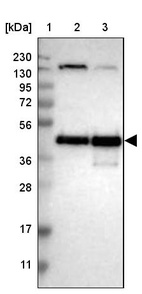 Anti-CREB1 Antibody