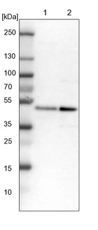 Lane 1: NIH-3T3 cell lysate (Mouse embryonic fibroblast cells)_br/_Lane 2: NBT-II cell lysate (Rat Wistar bladder tumour cells)