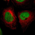Immunofluorescent staining of human cell line U-2 OS shows localization to nucleoplasm.
