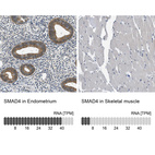 Anti-SMAD4 Antibody