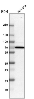 Anti-SMAD4 Antibody