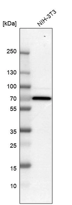 Western blot analysis in mouse cell line NIH-3T3.